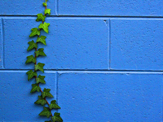Растение на стене