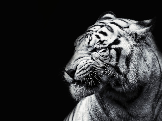 Белый тигр на черном фоне