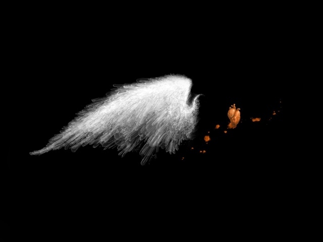 Белое крыло на черных обоях