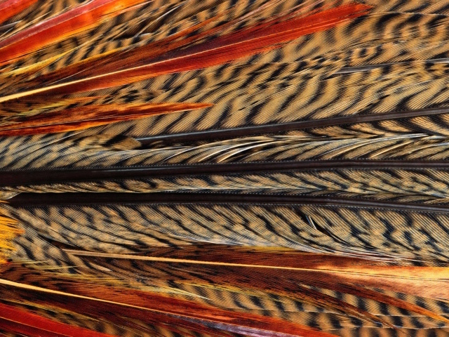 Перья павлина