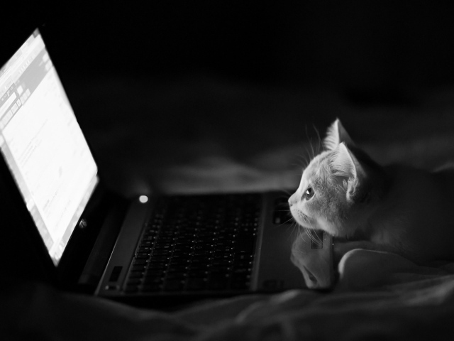 Кот смотрит на экран ноутбука HP