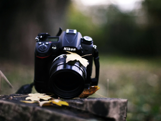 Никон на пне