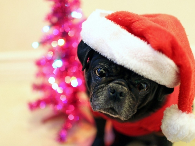 Рождественская собака