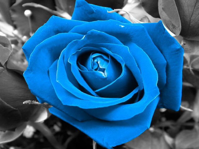 Синяя роза на чёрно-белом фоне