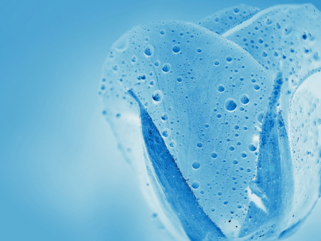 Синяя водяная роза