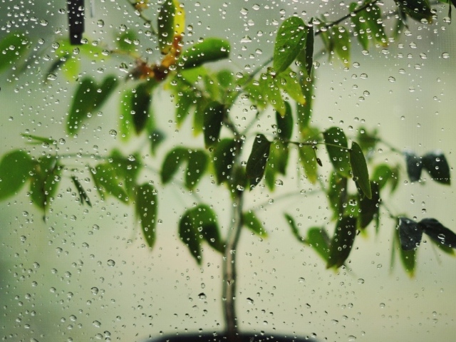 Цветок за окном