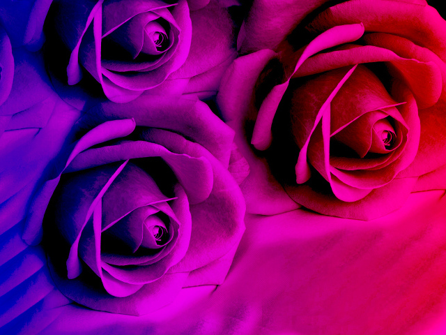 Фиолетовые розы в ярком цвете