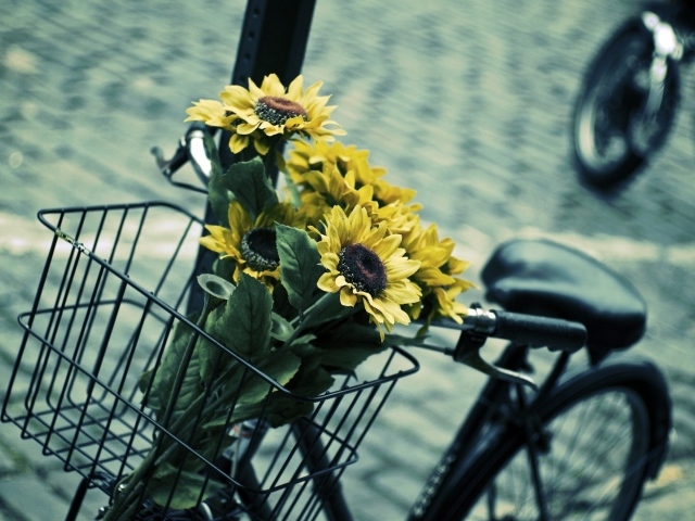 Подсолнухи в корзине велосипеда