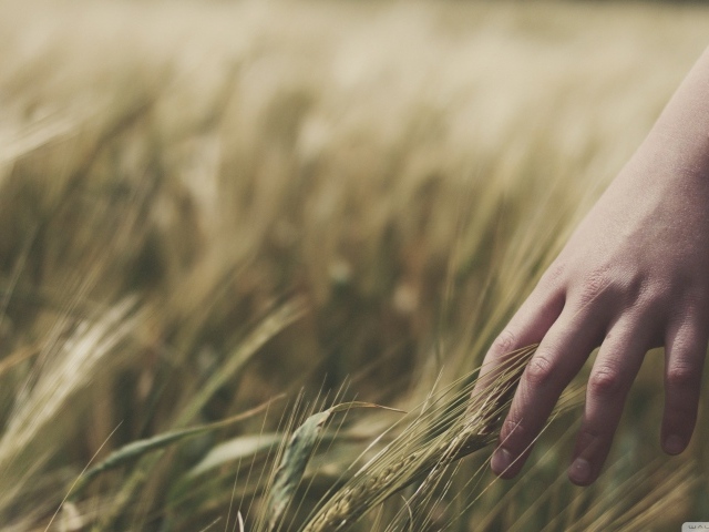Колосья пшеницы в руке