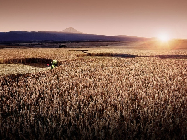 Цифровой рисунок поля