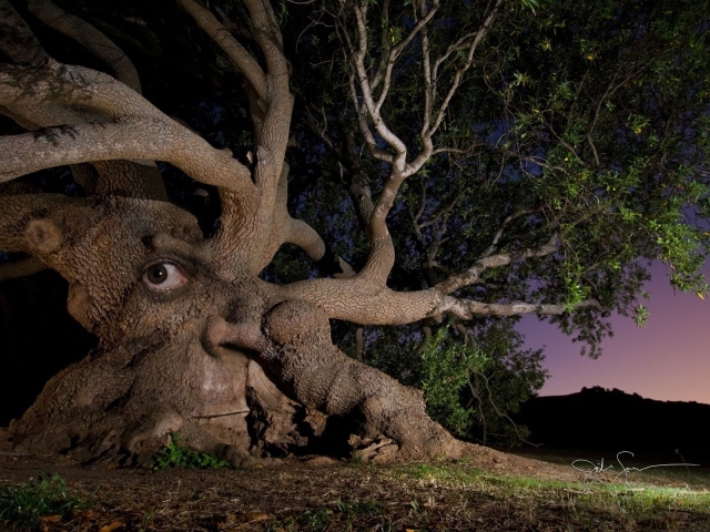 Дерево с глазом