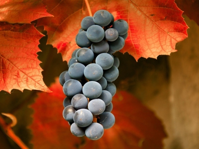Гроздь красного винограда