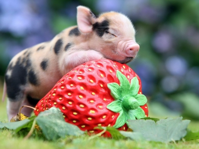 Поросенок с клубникой