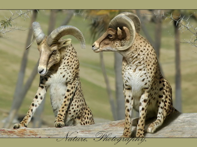 Бараны в леопардовой шкуре