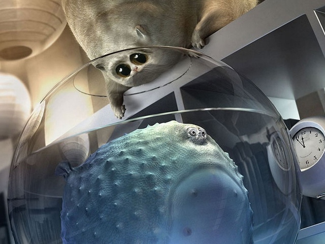 Толстый кот и толстая рыба