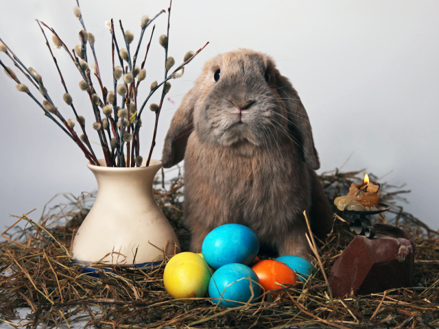 Кролик и мимоза на Пасху
