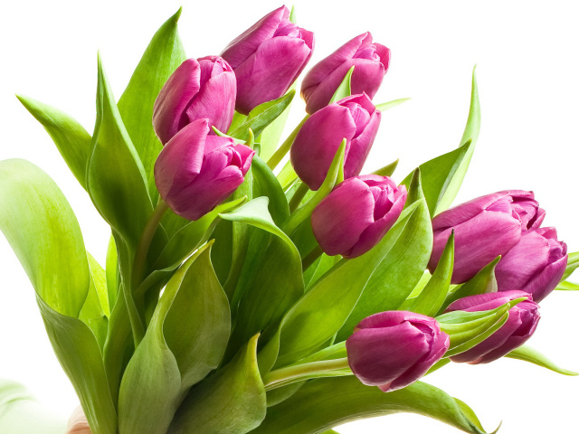 Красивые розовые тюльпаны для девушки на восьмое марта