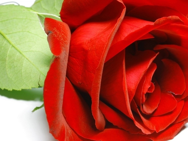 Красивая красная роза крупным планом на восьмое марта