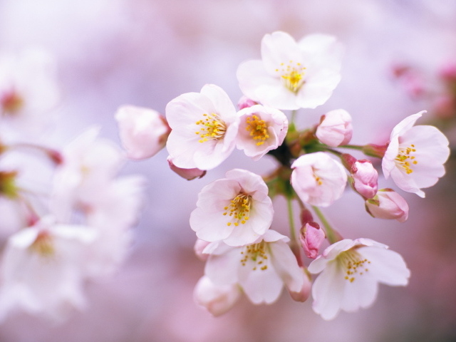 Цветы вишни на 8 марта