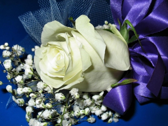 Украшенная белая роза на синем фоне в подарок на восьмое марта