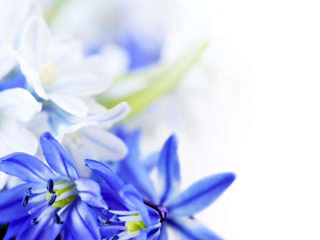 Великолепные цветы на 8 марта