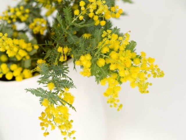 Мимоза на 8 марта