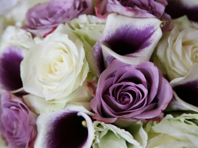 Фиолетовые розы в красивом букете на восьмое марта