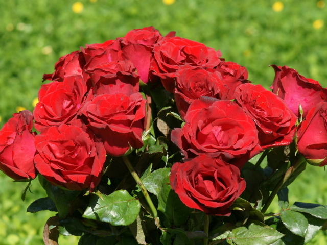Красные розы в букете на фоне травы