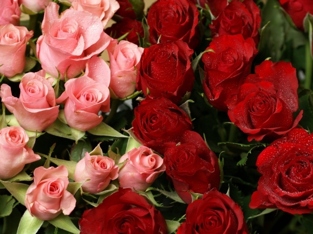 Красные розы на 8 марта в букете с розовыми