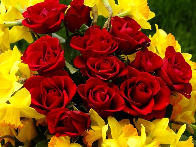 Красные розы на 8 марта с нарциссами
