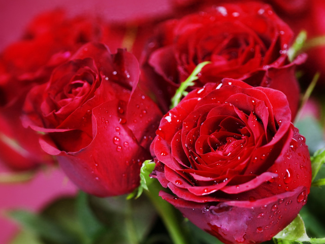 Красные розы на розовом фоне на восьмое марта