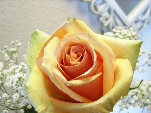 Нежная жёлтая роза в подарок