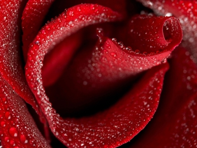 Мокрая красная роза крупным планом на восьмое марта
