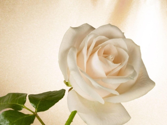 Белая роза в подарок на восьмое марта