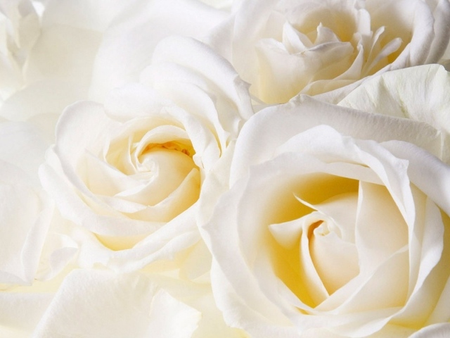 Белые розы в подарок на восьмое марта, крупный план