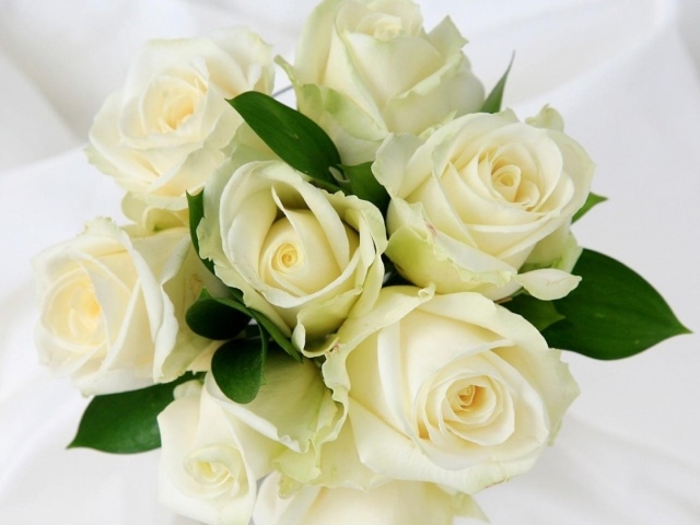 Белые розы в красивом букете на белом фоне на восьмое марта