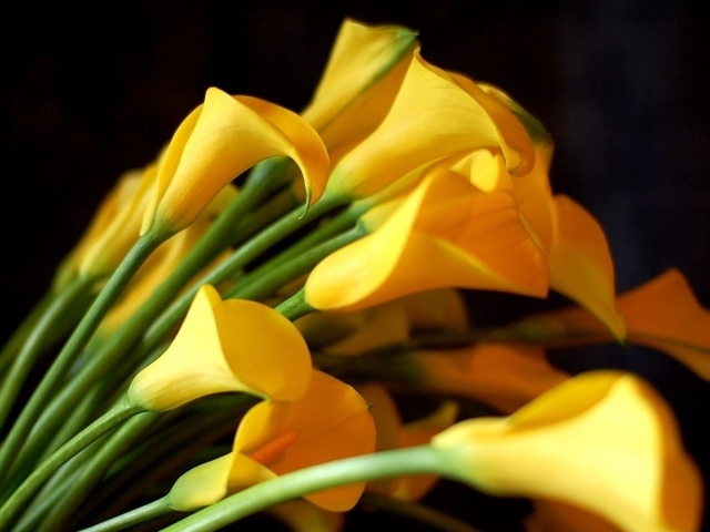 Жёлтые каллы на чёрном фоне для девушки на восьмое марта