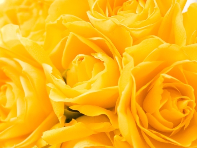 Жёлтые розы в подарок на восьмое марта
