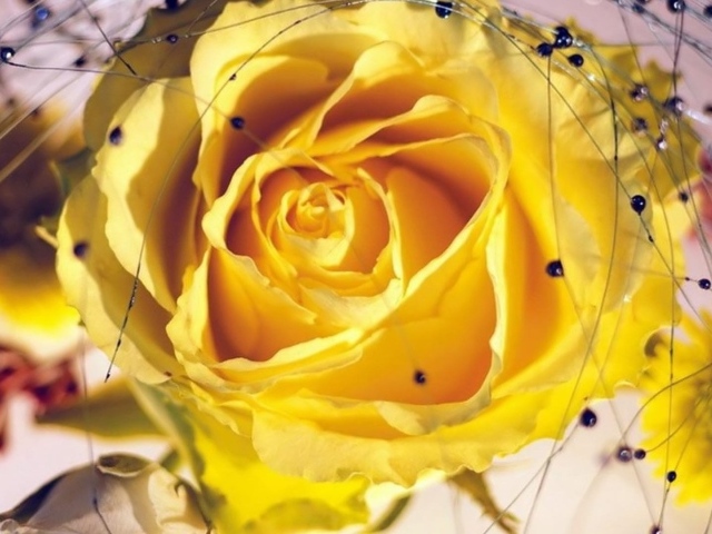 Жёлтые розы с украшениями на восьмое марта