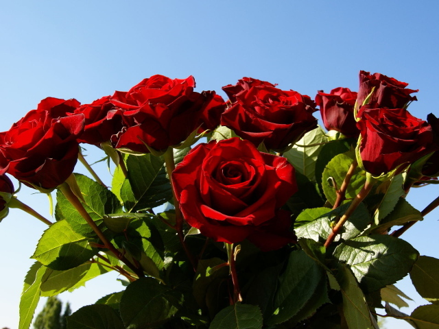 Красные розы на 8 марта на фоне неба