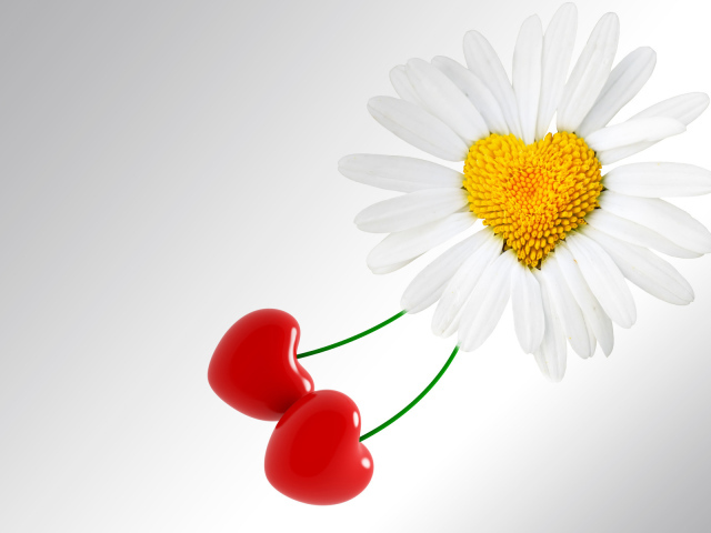 Сердце ромашка на День Святого Валентина 14 февраля