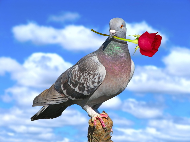 Голубь с розой на День Святого Валентина