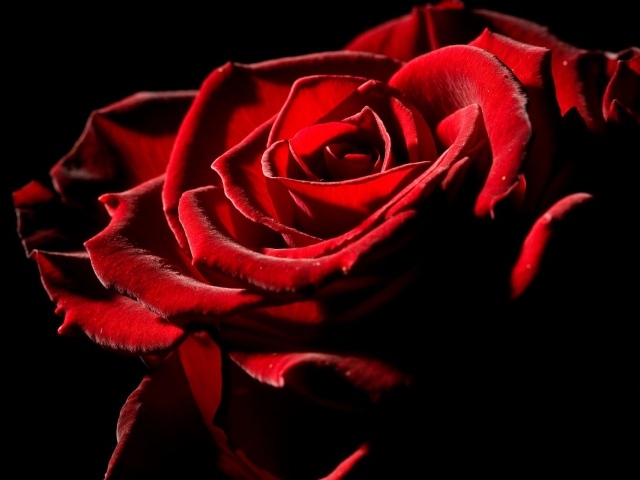 Великолепная роза на День Влюбленных 14 февраля