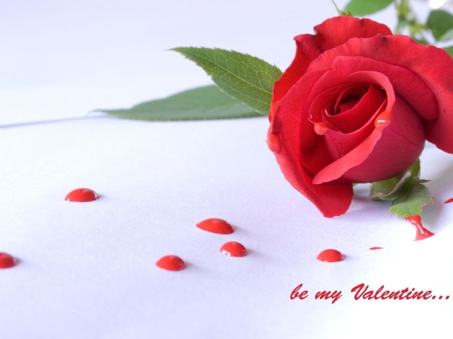 Роза и капли на День Святого Валентина 14 февраля
