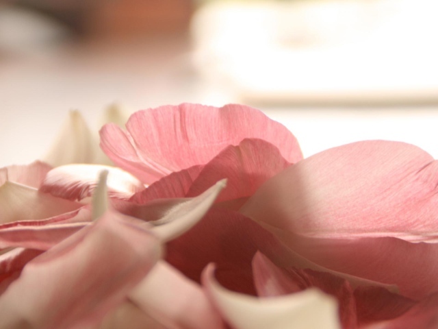 Лепестки роз на День Святого Валентина 14 февраля