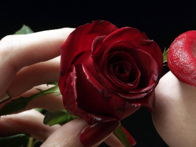 Роза у губ на День Святого Валентина 14 февраля