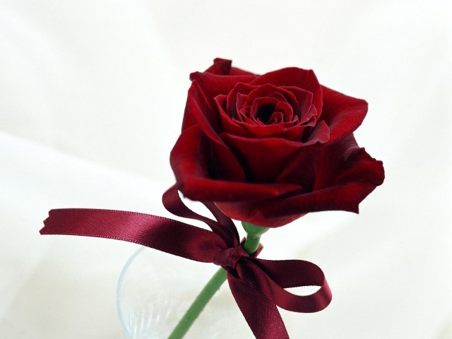 Чудесная роза на День Святого Валентина