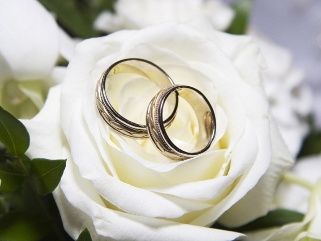 Красивые белые розы и свадебные кольца