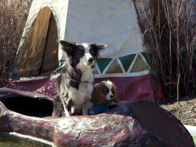 Герои фильма Ёлки лохматые 2014