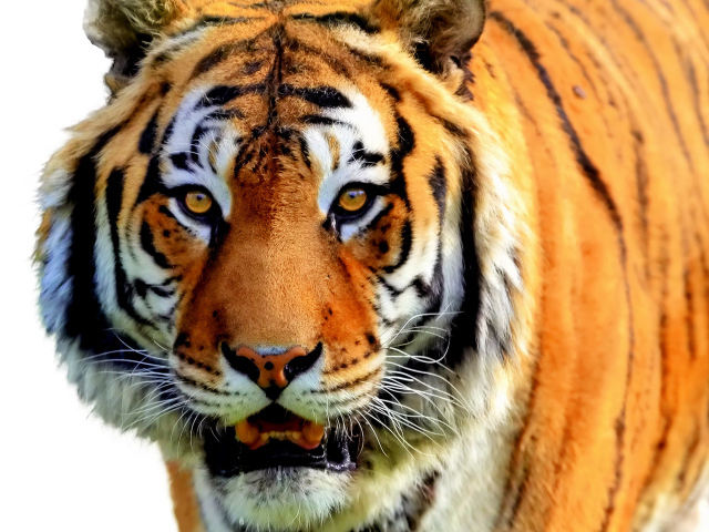  Полосатый рейс